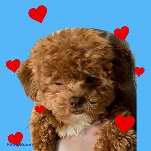 Meet your Posher, Pat